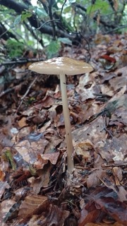 foto di Funghi